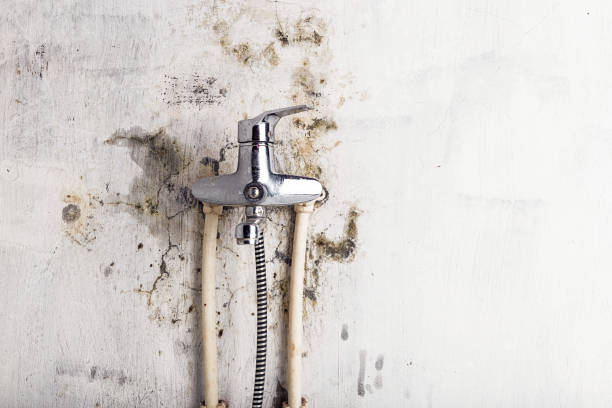 Best Residential Mold Remediation in Grosse Pointe Woods, MI