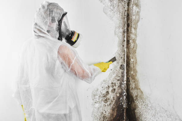 Best HVAC Mold Remediation in Grosse Pointe Woods, MI