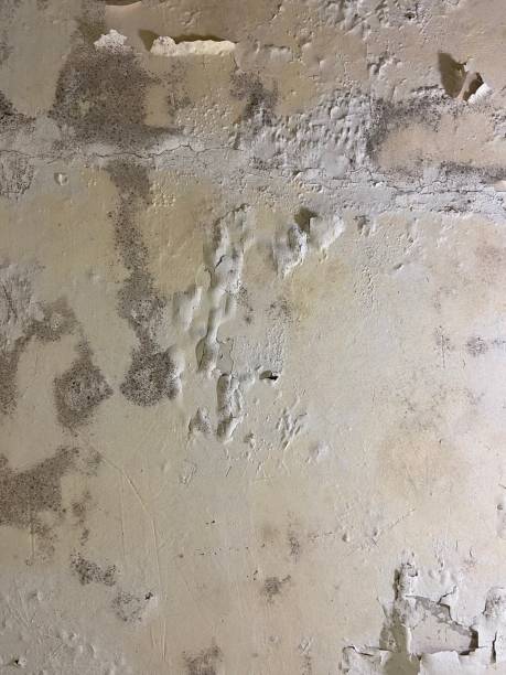 Trusted Grosse Pointe Woods, MI Mold Remediation Experts