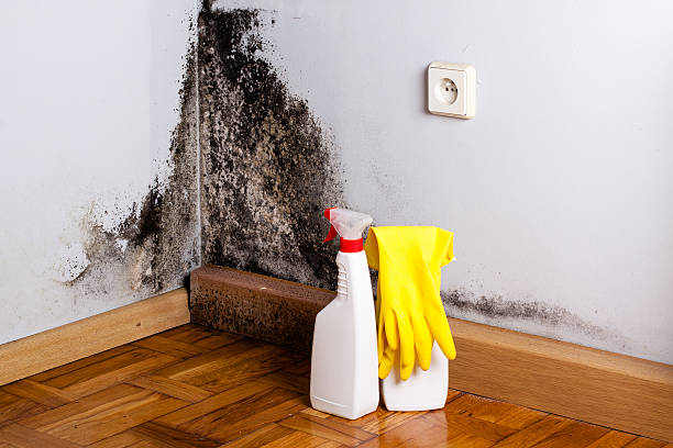 Best Mold Testing and Inspection Services in Grosse Pointe Woods, MI