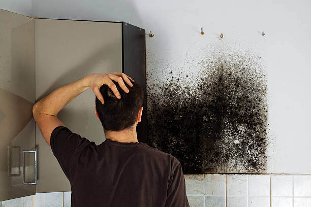 Best Residential Mold Remediation in Grosse Pointe Woods, MI