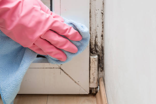 Best Industrial Mold Remediation in Grosse Pointe Woods, MI