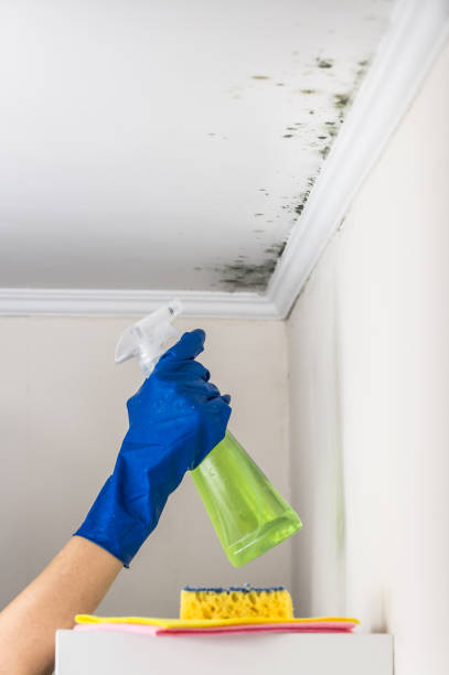 Best Emergency Mold Remediation in Grosse Pointe Woods, MI