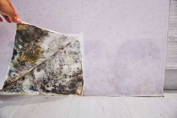 Best Residential Mold Remediation in Grosse Pointe Woods, MI